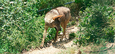 Ir a https://laescalerilla.com/proxima.php